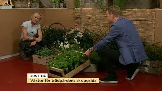 Victoria Skoglund tipsar om växter för trädgårdens skuggsida  Nyhetsmorgon TV4 [upl. by Mahalia]