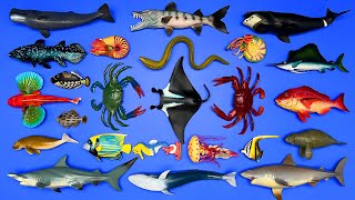 24 Sea Creatures Manta Ray Manatee Jellyfish Crab Blue Whale Great White Shark Etc MN063 [upl. by Aetnahc]