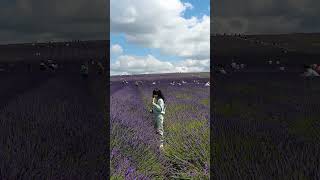 Eating lavender icecream in lavender field 🇬🇧 foryou travel viralshorts lavender flowers fun [upl. by Nilya]