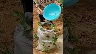 Grow sweet potatoes like boss shorts [upl. by Yenahc]