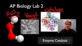 AP Biology Lab 2 Enzyme Catalysis [upl. by Woody287]