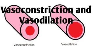 Vasoconstriction and Vasodilation Difference [upl. by Nacul]