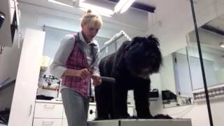 Briard im Hundesalon CF Expert [upl. by Nosredneh]