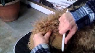 Grooming your labradoodle  Regelmatig kammen van snor en oren [upl. by Samala510]