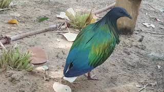 Nicobar pigeons [upl. by Allemahs]