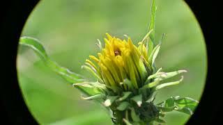 Helianthus maximiliani Maximilian Sunflower [upl. by Weismann480]