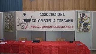 ASSOCIAZIONE COLOMBOFILA TOSCANA [upl. by Winnifred]