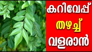 കറിവേപ്പ് തഴച്ചു വളരാൻ വിദ്യ Malayalam Health Tips [upl. by Amre]