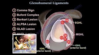 Glenohumeral Ligaments ligaments of the shoulder  Everything You Need To Know  Dr Nabil Ebraheim [upl. by Edina492]