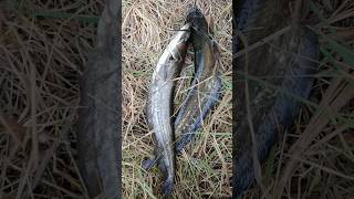 Wallago Attu Catfish Pathan Fish Patan Fish hunting with slingshot [upl. by Whiteley71]