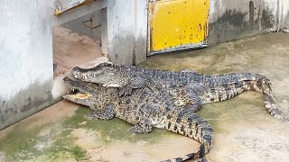 See how romantic male crocodiles court and mate with their partners [upl. by Berg]