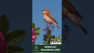 Whinchat sing on Rose Bush amp Calm Piano 🌿🌹🎹🎶💖🐦 [upl. by Airtal]