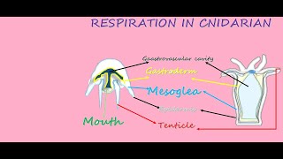 RESPIRATION N CNIDARIA  EXCHANGE OF GASES DIGESTION IN CNIDARIA [upl. by Maurili]