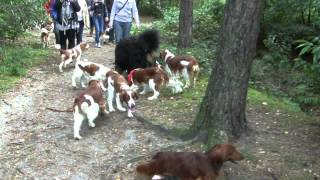 Welsh Springer Spaniel Herfstwandeling VWSS 23092012mpg [upl. by Nord]