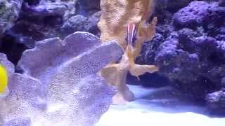 Saltwater Aquarium  beautiful and rare bicolor goatfish [upl. by Dibb]