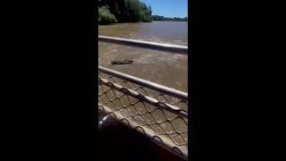 Croc eats croc in front of stunned riverboat passengers [upl. by Denice962]