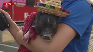 Swifty Swine Racing Pigs brings pig races to Erie County Fair [upl. by Nauqram642]