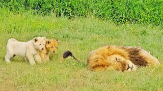 Naughty Lion Cubs Bother Dad Trying to Sleep [upl. by Theodoric578]