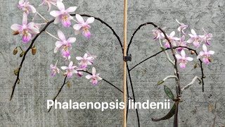 Hoa lan hồ điệp Phalaenopsis lindeniiLan đặc hưu hiếm có của rừng philippines [upl. by Winfield141]