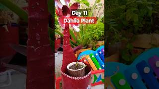 Grow Dahlia From Seeds  How to sow Dahlia  डहेलिया को बीज से लगाए  Dahlia Seeds Germination [upl. by Fein]