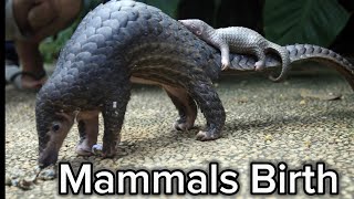 Mammals Giving Birth Compilation [upl. by Ringe880]