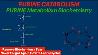 Purine Catabolism  Biochemistry Video  Uric Acid [upl. by Lolande]