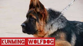 Kunming WolfDog The Chinese German Shepherds Chinese Wolfdog Kunming dog [upl. by Ardyaf]