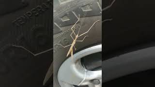 stick insect animallover nature stickinsect insect [upl. by Aeslahc]