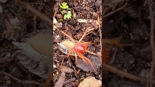 Woodlouse spider gets away with prized meal [upl. by Krispin223]