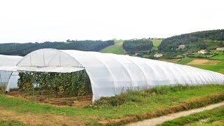 Cómo elegir un buen Plástico para un Invernadero  TvAgro por Juan Gonzalo Angel [upl. by Bisset]