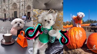 😍 Cutest Maltese Dog 😂 Funny and Cute Maltese Puppies and Dogs Videos [upl. by Quintina]