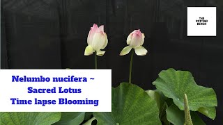 Nelumbo nucifera  Sacred Lotus  Timelapse Blooming [upl. by Aicenaj]