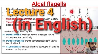 Algae Lecture 4  Algal Flagella [upl. by Eidnil]