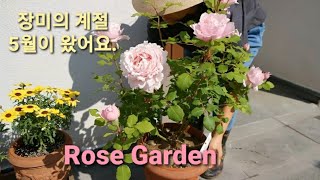 장미의 계절 5월이 왔다 장미 가드닝 장미 정원 Rose garden Delbard Sophie Rochas [upl. by Jock]