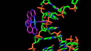 RuTAP3  DNA binding model [upl. by Chiang877]