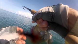 Jack Crevalles on Shimano Stradic 5000FI  Jureles con Shimano Stradic [upl. by Drarreg]