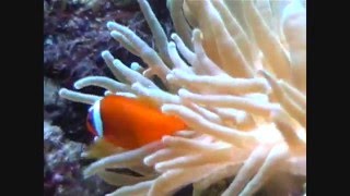 amphiprion frenatus [upl. by Rubenstein560]