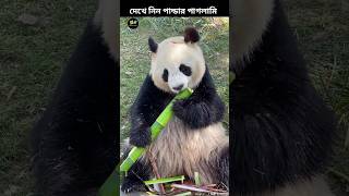 পান্ডার পাগলামি। shorts animals panda [upl. by Atalanta452]