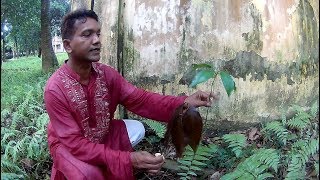 Reproduction and Development of Mango Mangifera indica [upl. by Eiralc]