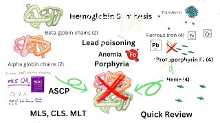 Sideroblastic anemia Lead Poisoning Anemia Porphyrias and More [upl. by Eylloh972]