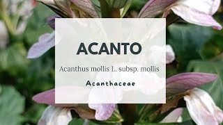 ACANTO COMUNE  BRANCAORSINA  Acanthus mollis L subsp mollis  Acanthaceae  Bears Breeches [upl. by Forras]