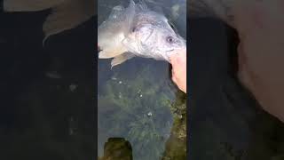 MONSTER Freshwater Drum while catfishing [upl. by Cowley]