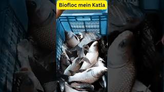 Biofloc में कतला मछली पालन कैसे करे  🤔🤔😱🔥ll Fish farming busines in india fishfarmingindia [upl. by Htiduj]