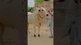 Fatehjangi beauty cow fatehjangi cattlemarket fatehjangbulls cowmandi bull [upl. by Isaacs]