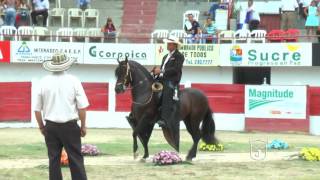 PROMETIDO DEL SOL DEL ENCUENTRO Paso fino colombiano SINCELEJO GRADO A 2016 [upl. by Tnecniv418]