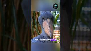 The Shoebill Bowing Birds with a Dinosaur Look [upl. by Rawdon]