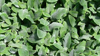 Lambs Ear Stachys byzantina ‘Silver Carpet’ [upl. by Rehpotsrihc]