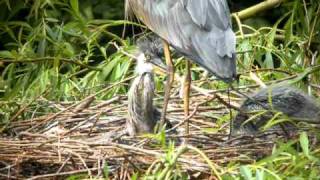 Grey Heron chicks dining [upl. by Acireit]