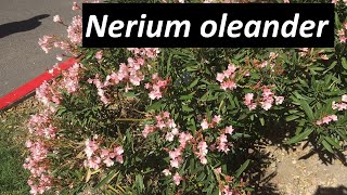 Poisonous Nerium oleander  All you need to know [upl. by Grodin]