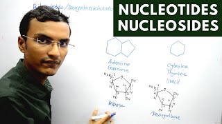 Nucleotides and Nucleosides [upl. by Asseram414]